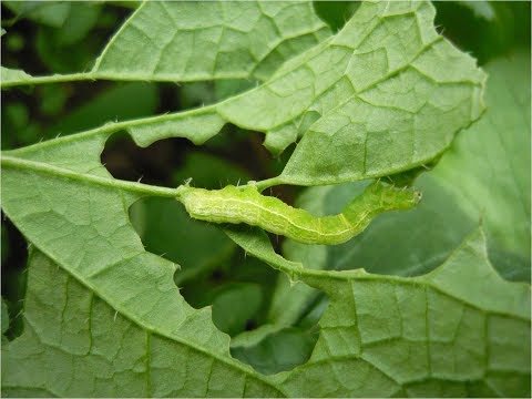 Vídeo: Orquídia brassia: descripció, plantació i cura a casa