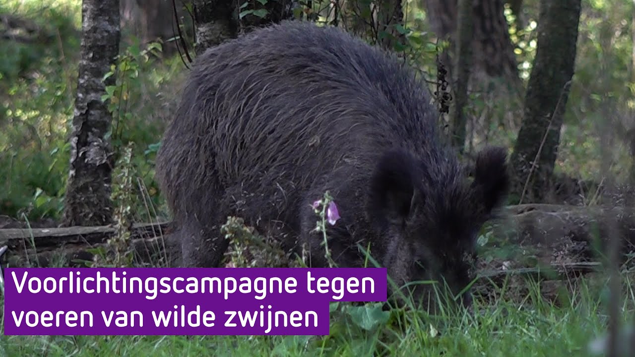 Carla is het voeren van wilde zwijnen spuugzat