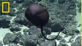 Scientists' Hilarious Reaction to Bizarre Deep-Sea Fish - National Geographic