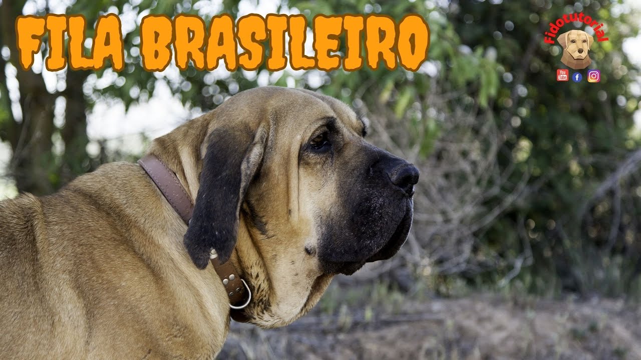 Il Fila Brasileiro una razza con cui non scherzare