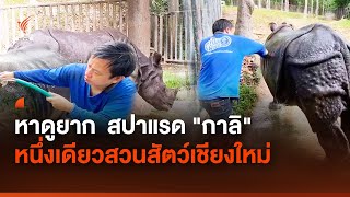 หาดูยาก  สปาแรด กาลิ หนึ่งเดียวสวนสัตว์เชียงใหม่