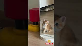 So Cute ,He Plays With His Shadow