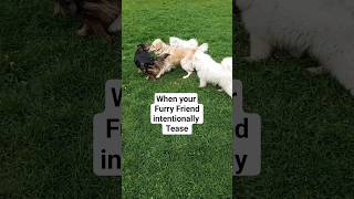 Kulfi on purpose teased for attention | Golden Retriever #goldenretriever #dogplaying #poland