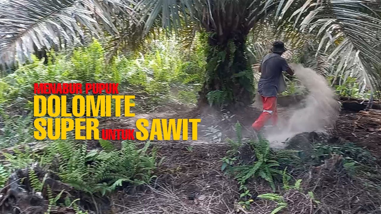 CARA MENABUR PUPUK DOLOMIT PADA KELAPA SAWIT YouTube