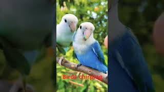 Love birds singing | singing love birds #short #viral #budgies #lovebird #shorts #lovebirds