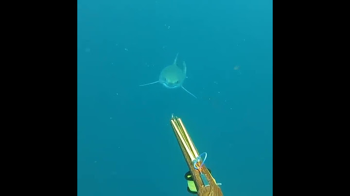 Virginia Beach spearfisherman captures encounter with great white shark during Outer Banks dive