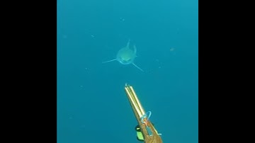 Virginia Beach spearfisherman captures encounter with great white shark during Outer Banks dive