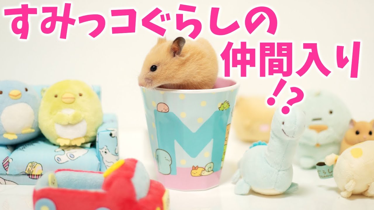 すみっコぐらしとお友達になったハムスター ハムスター おもしろかわいい キンクマ ゴールデン Youtube すみっコぐらしとお友達になったハムスター ハムスター おもしろかわいい キンクマ ゴールデン Youtube