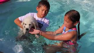 Luna's First Swim Lesson on August 10, 2020