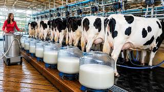 Inside a Modern Cow Milk Dairy Farm | Full Cow Milking Process & High-Tech Dairy Production
