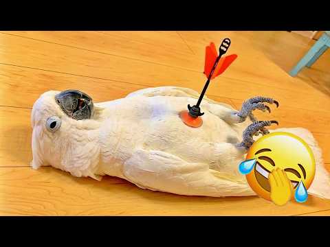 Hilarious Parrots 2026 😾 This Parrot Acts Like It's Been Shot | Comedy Bird Moment