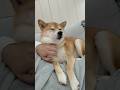 贅肉がすごい。 #柴犬 #犬 #shibainu