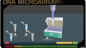 Virtual Lab   DNA microarray