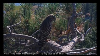 Red-shouldered Hawk visits the nest 👀 August 31/2023
