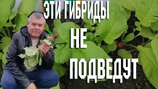 видео: Почему плохо растет редис? картинка: Почему плохо растет редис?