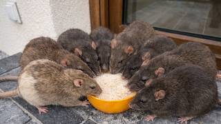 Zrób To Wieczorem. Rano Po Myszach Nie Będzie Ani Śladu