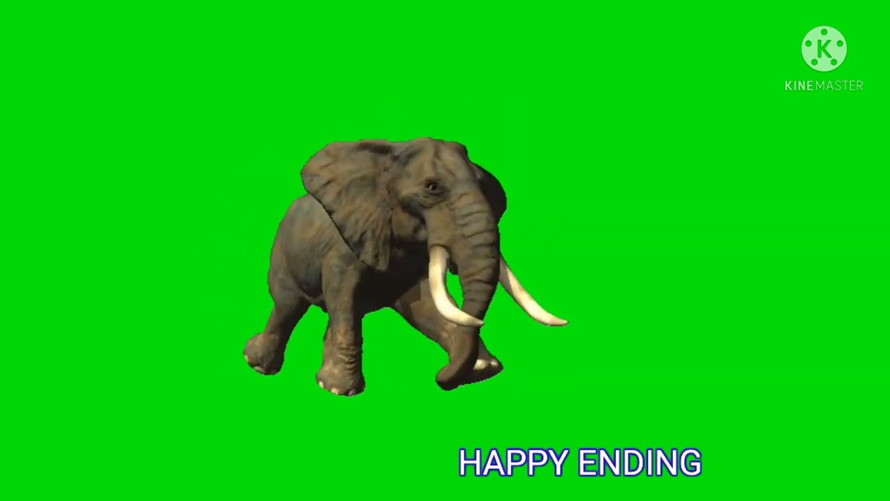 green screen effect elephant running 