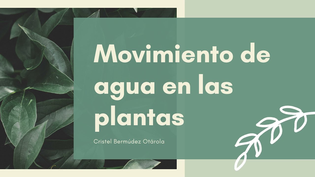 Movimiento de agua en las plantas