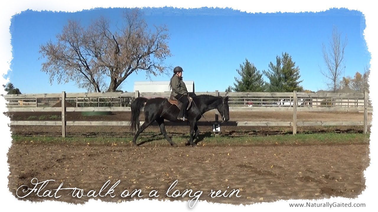 Naturally gaited TWH flatwalk on a long rein