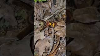 Real Ant Battle for Survival | Amazing Insect Fight 🐜 #Nature #Shorts