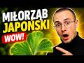 CZY TO ZIOŁA NA PRAWDĘ POPRAWIA PAMIĘĆ?