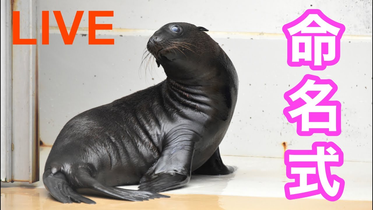 LIVE】カリフォルニアアシカ名前発表！！ - YouTube