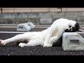 「猫かわいい」 すごくかわいい子猫 - 最も面白い猫の映画 #318