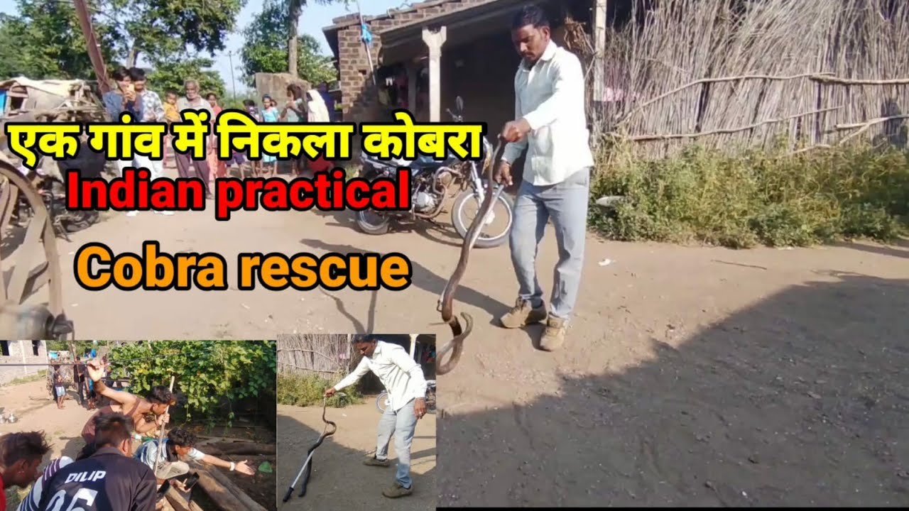 एक गांव में निकला कोबरा ll Indian practical Cobra rescue ll Bhavanipada Maharashtra