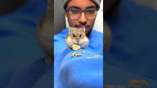 Karen The Dwarf Hamster