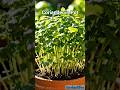 Grow Coriander at Home Easily in a Pot#balconygarden #terracegarden #terracegardening #smallpots