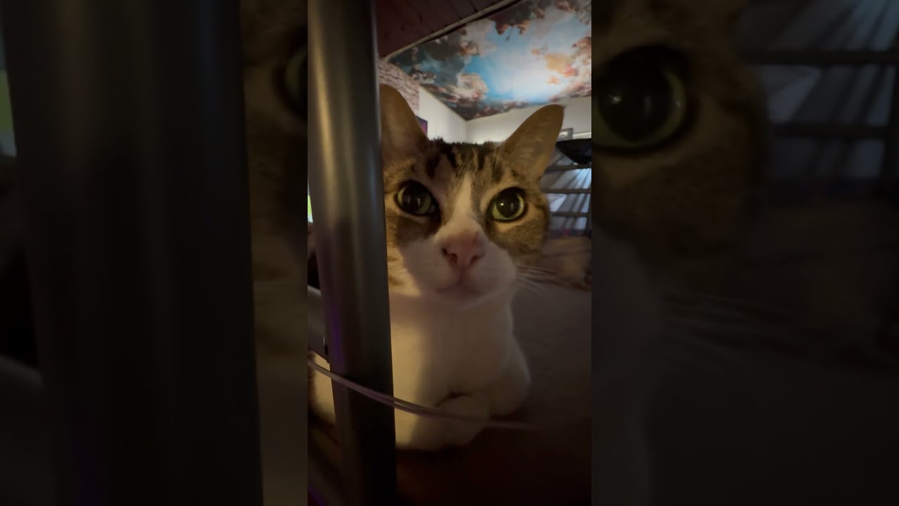 Baby Kikay #shortvideo #cat #catshorts