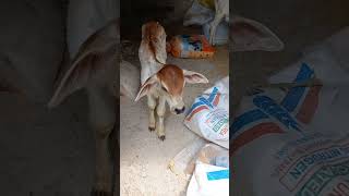 pyari gaiya #khatushyam #cow #kanha #nandi #2023 #cute #khatuwale #youtubeshorts