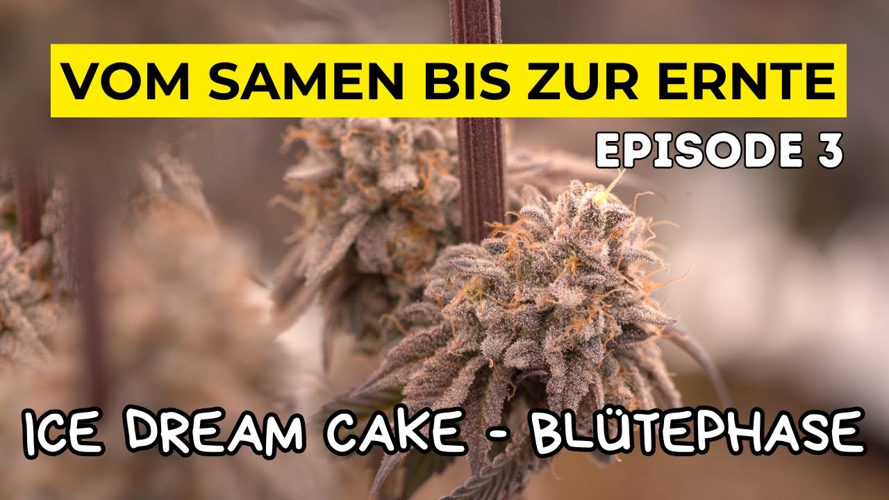 WIE ich 3 Pflanzen anbau l Komplette BLÜTEPHASE l Ice Dream Cake l MARS HYDRO 150 x 150