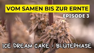 WIE ich 3 Pflanzen anbau l Komplette BLÜTEPHASE l Ice Dream Cake l MARS HYDRO 150 x 150