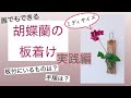 ミディ胡蝶蘭の板付け方法