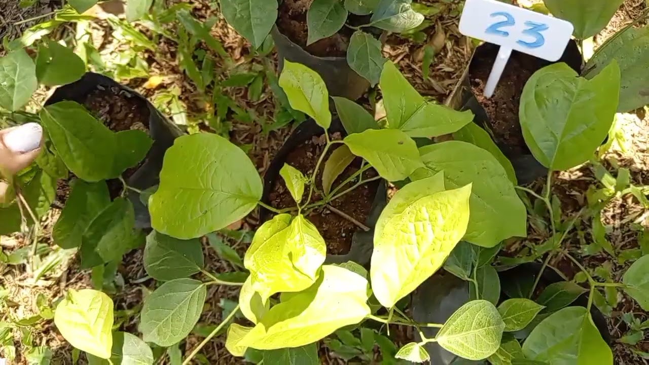 20 sale එක Rs.100 සිට plants ❤️ bigoniya ❤️white princess ❤️ whatsapp 0760369260 🩷