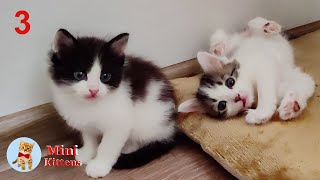 Funny and cute kittens and their mother cat 3. Collection. Mini kittens. Part 3. 2024.