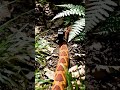 O que essa cobra fez vai te deixar confuso 🤯 #animais #cobrasnake