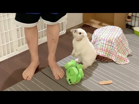 Video: How to Hold a Rabbit: 7 Steps