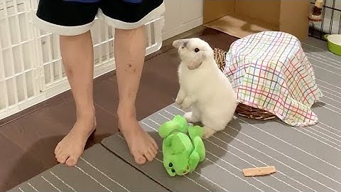 How To Hold a Bunny 🐰