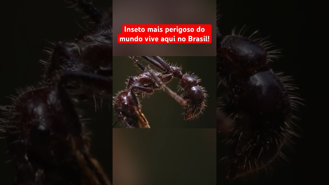 O INSETO MAIS PERIGOSO DO MUNDO QUE VIVE NO BRASIL