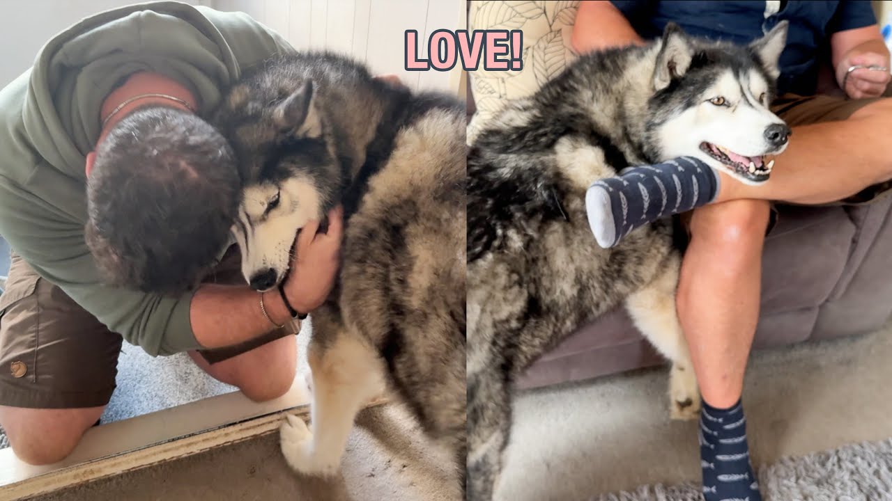 My Husky With One If His Favourite People!