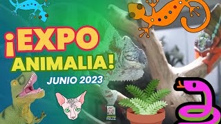 ¡BOAS, GATOS EGIPCIOS, GECKOS, DINOS Y MUCHO MÁS! - El Terrario Feliz