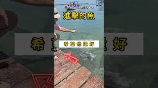 魚兒餓了 #趣味瞬間 #搞笑片段 #動物反應 #爆笑影片 #意外時刻 #餵魚翻車 #瞬間嚇傻 #短影片  #搞笑 #爆笑短片 #涨见识 #shorts