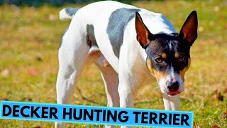 Decker Hunting Terrier  Facts and Information