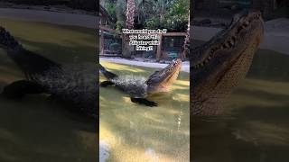 Alligator Bellowing