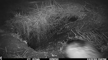New Forest Explorers Guide - Badger dragging bedding into the sett