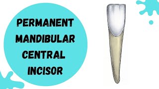 Permanent Mandibular central incisor | Tooth Morphology made easy
