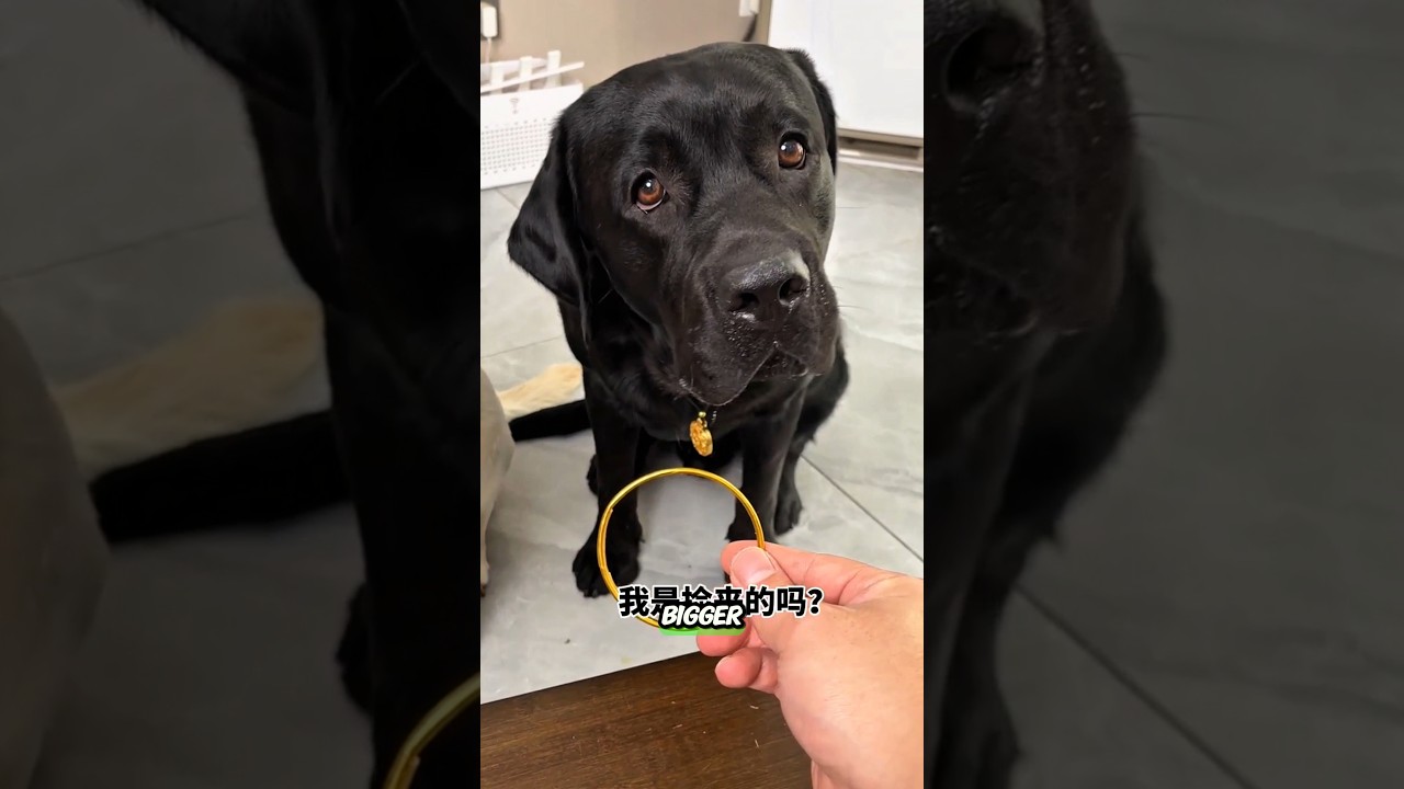 Волшебный браслет увеличивается в размере, когда вы ставите лайк! 🤯☺️ 