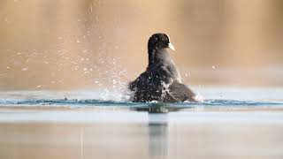 Blässhuhn beim baden